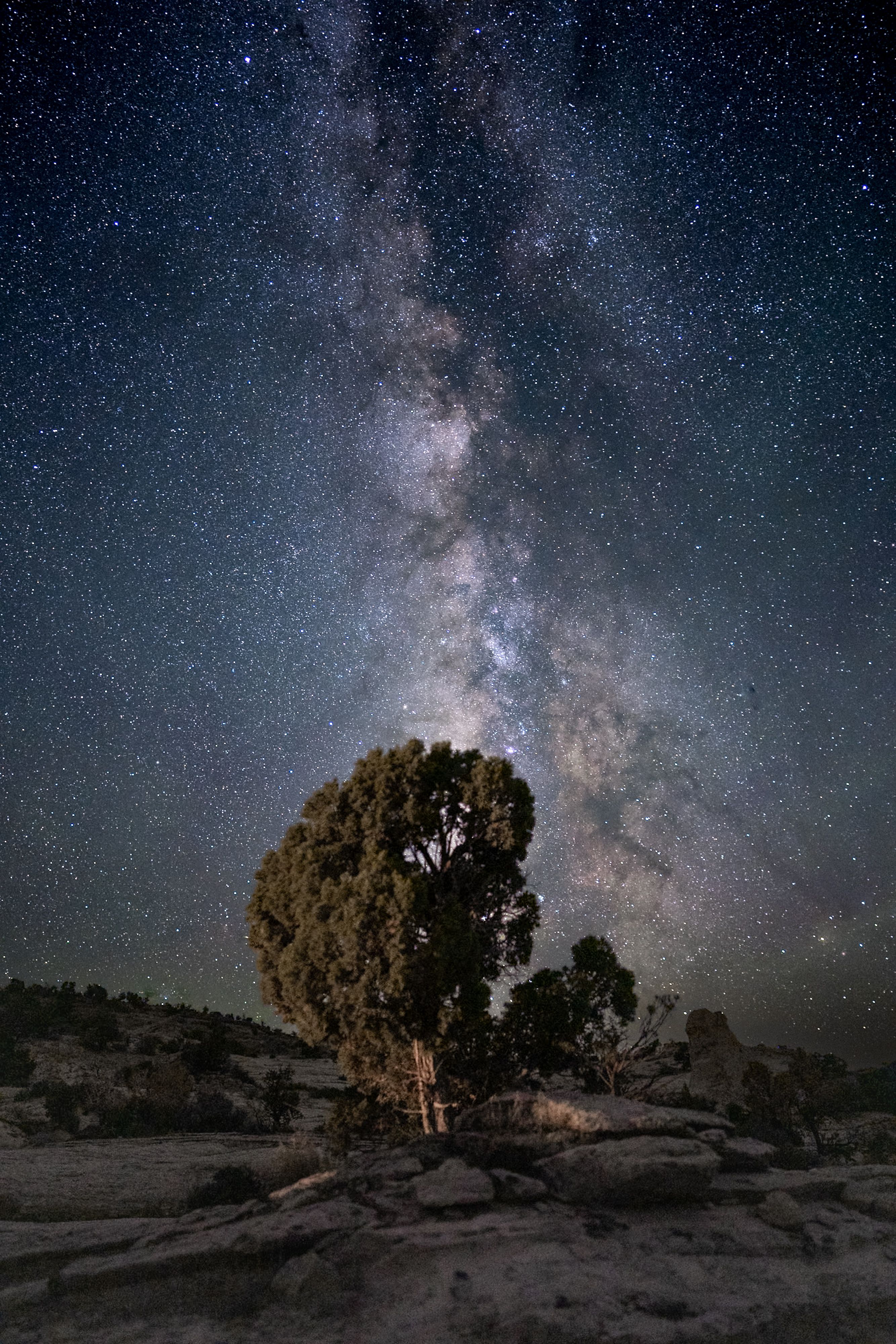 Juniper at Spencer Flat