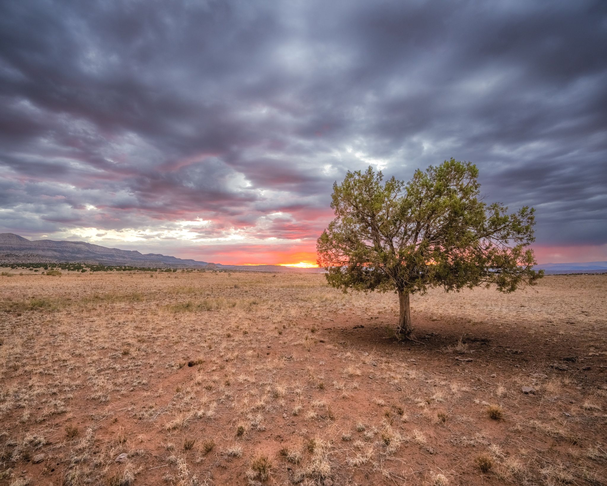 One Tree