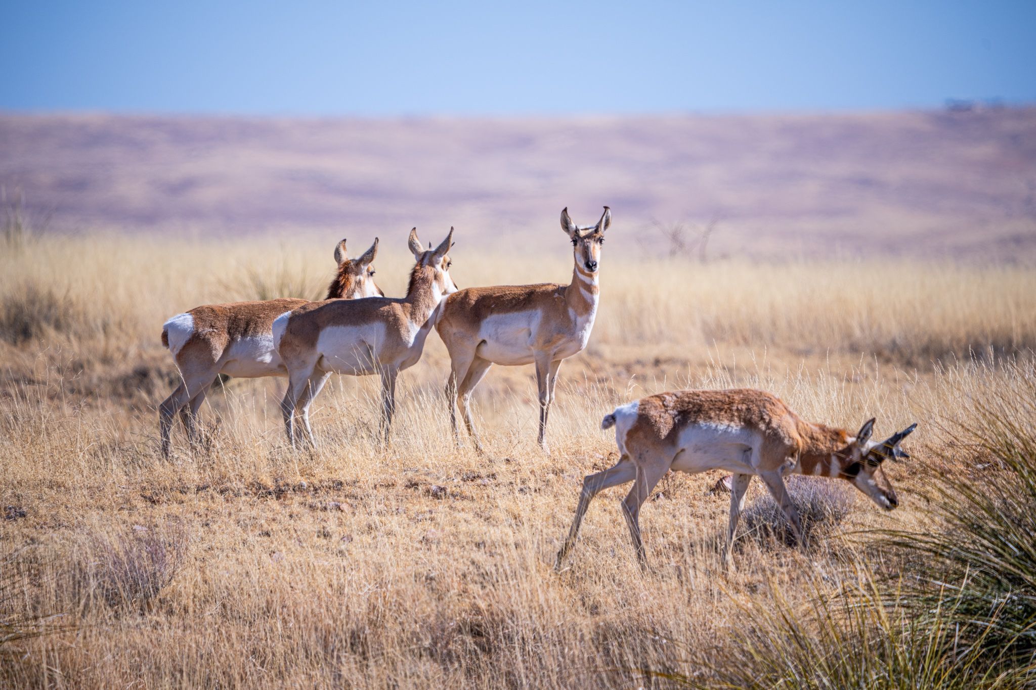 Four Pronghorn